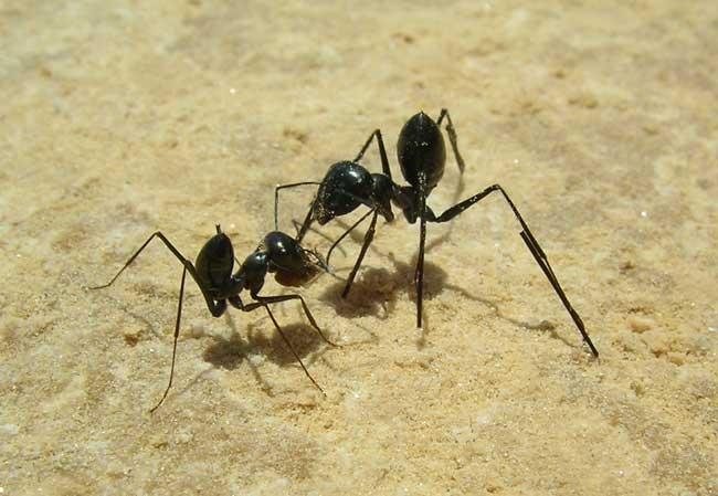 Ants On Stilts